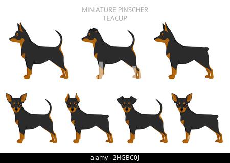 Miniatur Pinscher Teetasche Cliparts. Verschiedene Posen, Fellfarben eingestellt. Vektorgrafik Stock Vektor