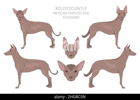 Xoloitzcuintle, mexikanische haarlose Hund Standard Clipart. Verschiedene Posen, Fellfarben eingestellt. Vektorgrafik Stock Vektor