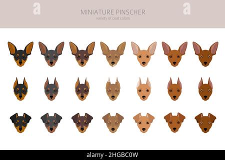 Miniatur-Pinscher-Cliparts. Verschiedene Posen, Fellfarben eingestellt. Vektorgrafik Stock Vektor
