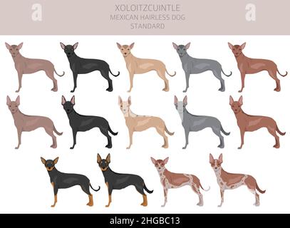 Xoloitzcuintle, mexikanische haarlose Hund Standard Clipart. Verschiedene Posen, Fellfarben eingestellt. Vektorgrafik Stock Vektor