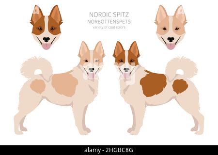 Nordischer Spitz Clipart. Verschiedene Posen, Fellfarben eingestellt. Vektorgrafik Stock Vektor