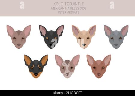 Xoloitzcuintle, mexikanischer haarloser Hund mit Zwischenclipart. Verschiedene Posen, Fellfarben eingestellt. Vektorgrafik Stock Vektor