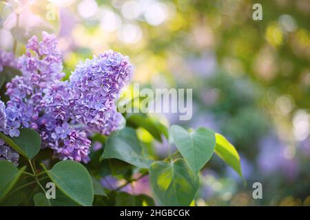 Frühlingsblumen Hintergrund. Ein Zweig blühender Flieder auf einem Busch. Freier Speicherplatz für Text. Geringe Schärfentiefe, weicher selektiver Fokus. Unscharfer Hintergrund Stockfoto