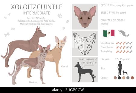 Xoloitzcuintle, mexikanischer haarloser Hund mit Zwischenclipart. Verschiedene Posen, Fellfarben eingestellt. Vektorgrafik Stock Vektor