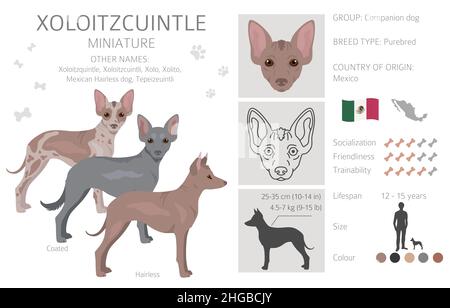 Xoloitzcuintle, mexikanische haarlose Hund Miniatur Clipart. Verschiedene Posen, Fellfarben eingestellt. Vektorgrafik Stock Vektor