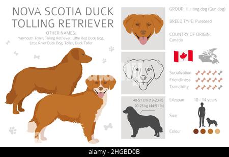 Nova Scotia Ente Molling Retriever Clipart. Verschiedene Posen, Fellfarben eingestellt. Vektorgrafik Stock Vektor