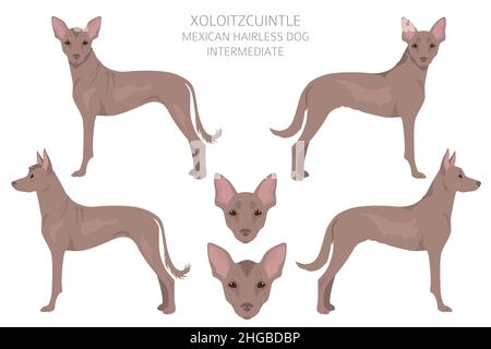 Xoloitzcuintle, mexikanischer haarloser Hund mit Zwischenclipart. Verschiedene Posen, Fellfarben eingestellt. Vektorgrafik Stock Vektor