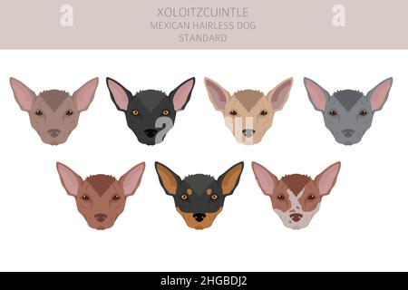 Xoloitzcuintle, mexikanische haarlose Hund Standard Clipart. Verschiedene Posen, Fellfarben eingestellt. Vektorgrafik Stock Vektor