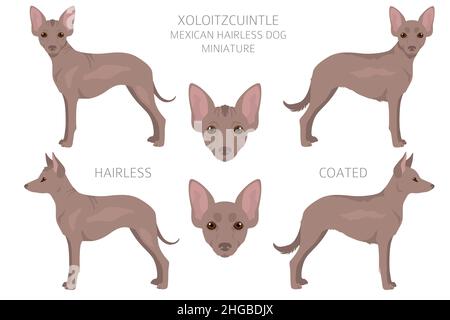 Xoloitzcuintle, mexikanische haarlose Hund Miniatur Clipart. Verschiedene Posen, Fellfarben eingestellt. Vektorgrafik Stock Vektor