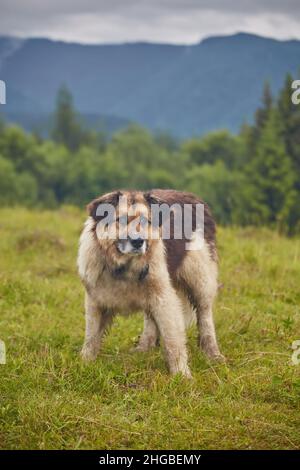 rumänischer Schäferhund steht auf einer natürlichen Wiese voller gelber Blumen, Aufnahme in der Nähe der Schaffarm Stockfoto