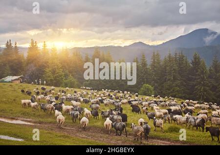 Hoch in den Bergen bei Sonnenuntergang weiden Hirten Rinder zwischen dem Panorama der wilden Wälder und Felder der Karpaten. Schafe liefern Wolle, Milch und Stockfoto
