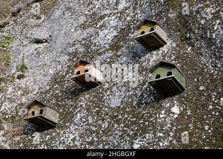 Einige Vogelhäuser auf einer Felswand Stockfoto