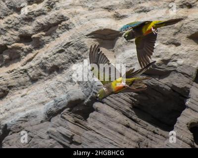 Der in freier Wildbahn in der größten Papageienkolonie der Welt in der Nähe von Balneario El Condor, Argentinien, grabende Papagei (Cyanoliseus patagonus) Stockfoto