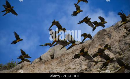 Der grabende Papagei (Cyanoliseus patagonus) fliegt in freier Wildbahn in der größten Papageienkolonie der Welt in der Nähe von Balneario El Condor, Argentinien Stockfoto