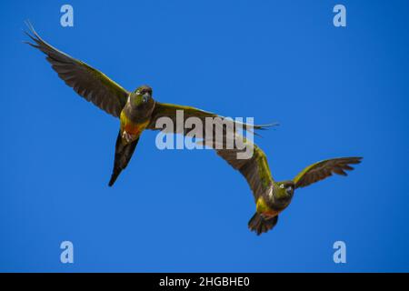 Der grabende Papagei (Cyanoliseus patagonus) fliegt in freier Wildbahn in der größten Papageienkolonie der Welt in der Nähe von Balneario El Condor, Argentinien Stockfoto