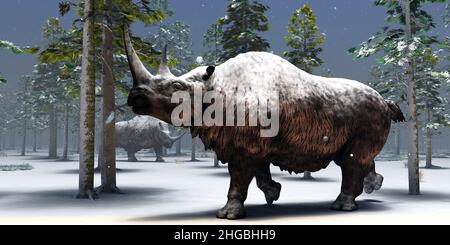 Zwei Woolly Rhinoceros hängen während eines Wintertages in Europa während der Pleistozän-Ära zusammen. Stockfoto