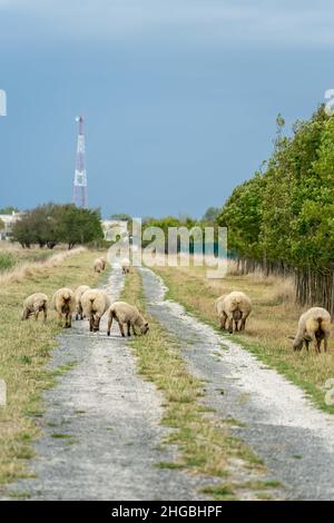 Herde weidender Schafe auf der Wiese bei einem Hobbybauer. Weiße Schafe im grünen Gras auf dem Weg. Telefonrelais-Station im Hintergrund Stockfoto