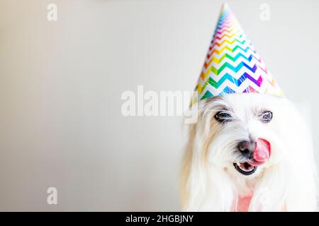 Kleiner weißer Hund feiert Geburtstag bei Tageslicht kirchen Stockfoto