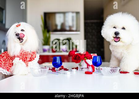 Niedliche zwei lustige weiße Hunde sitzen am geservierten Esstisch drinnen und bekommen Date Stockfoto