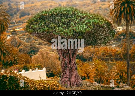 Der Drachenbaum (Drago Milenario), Icod de los Vinos Teneriffa Stockfoto
