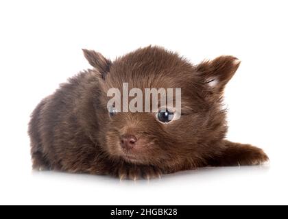 Junge pomeranian vor weißem Hintergrund Stockfoto