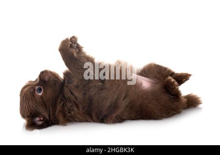 Junge pomeranian vor weißem Hintergrund Stockfoto