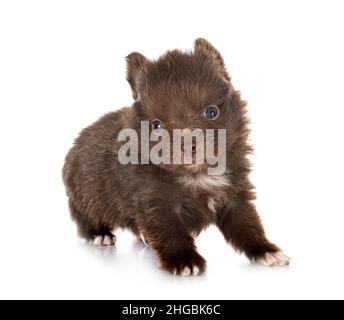 Junge pomeranian vor weißem Hintergrund Stockfoto