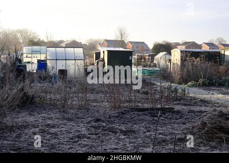 Frostiges Winterwetter im Zuteilungsgarten Beverley UK Stockfoto