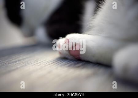 Nahaufnahme der Pfoten einer Katze, während die weiße Katze sich selbst reinigte Stockfoto