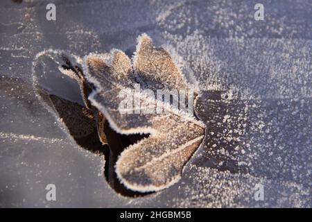 Das Blatt der Eiche ist im Eis gefroren Stockfoto