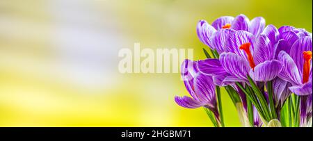 Frische Frühlingsblumen Krokusse Nahaufnahme, Banner mit Platz für Text. Stillleben Foto. Selektiver Fokus Stockfoto