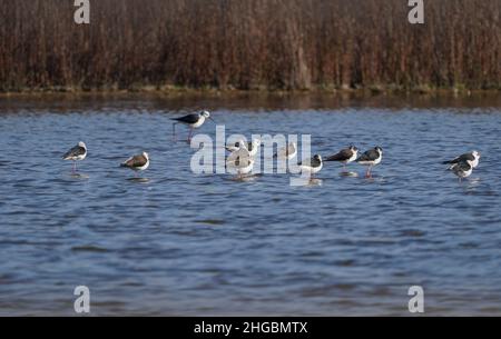 Gruppe von Schwarzflügelstelzen, in den Feuchtgebieten von Fuente de Piedra, Malaga, Spanien. Stockfoto