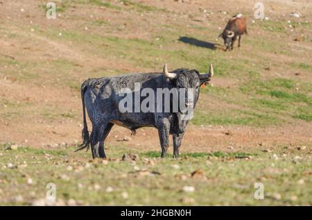 Spanischer Kampfbulle im Feld, Sevilla, Andalusien, Spanien. Stockfoto