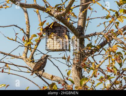 Single Common Starling Fressen Suet von einem Vogelfutterhäuschen auf einem Baum Stockfoto