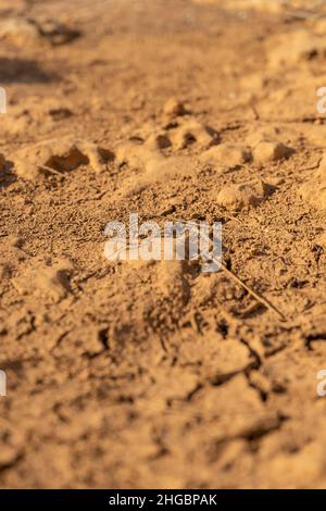 Trockene, rissige Erdstruktur. Risse im getrockneten Boden. Desertifikation Stockfoto