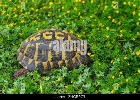 Schildkröten, die im Frühling ruhig zwischen den Pflanzen auf dem Grasmantel spazieren Stockfoto