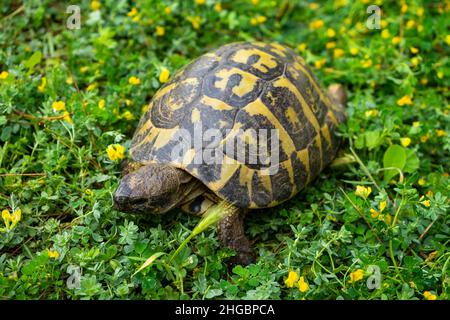 Schildkröten, die im Frühling ruhig zwischen den Pflanzen auf dem Grasmantel spazieren Stockfoto