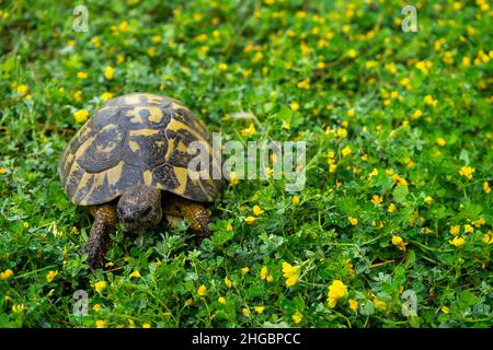 Schildkröten, die im Frühling ruhig zwischen den Pflanzen auf dem Grasmantel spazieren Stockfoto