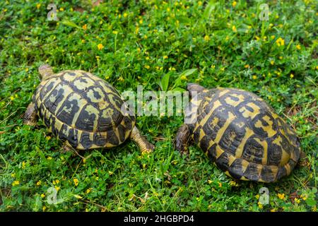 Schildkröten, die im Frühling ruhig zwischen den Pflanzen auf dem Grasmantel spazieren Stockfoto