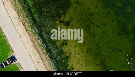 Luftaufnahme von potenziell gefährlichen giftigen Algen, die in den Gewässern des Lake Mendota entlang des geschlossenen Strandes im James Madison Park, Madison, Wisconsin, USA, schwimmen Stockfoto