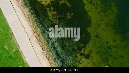 Luftaufnahme von potenziell gefährlichen giftigen Algen, die in den Gewässern des Lake Mendota entlang des geschlossenen Strandes im James Madison Park, Madison, Wisconsin, USA, schwimmen Stockfoto