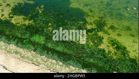 Luftaufnahme von potenziell gefährlichen giftigen Algen, die in den Gewässern des Lake Mendota entlang des geschlossenen Strandes im James Madison Park, Madison, Wisconsin, USA, schwimmen Stockfoto