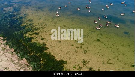 Luftaufnahme von potenziell gefährlichen giftigen Algen, die in den Gewässern des Lake Mendota entlang des geschlossenen Strandes im James Madison Park, Madison, Wisconsin, USA, schwimmen Stockfoto