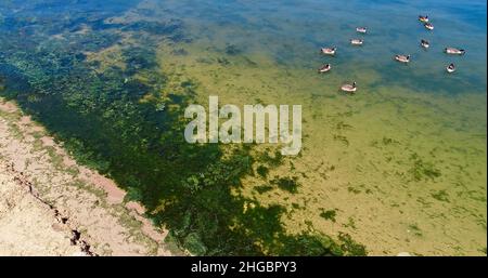 Luftaufnahme von potenziell gefährlichen giftigen Algen, die in den Gewässern des Lake Mendota entlang des geschlossenen Strandes im James Madison Park, Madison, Wisconsin, USA, schwimmen Stockfoto