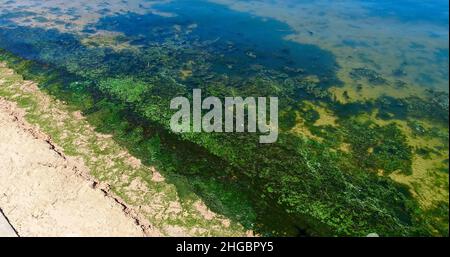 Luftaufnahme von potenziell gefährlichen giftigen Algen, die in den Gewässern des Lake Mendota entlang des geschlossenen Strandes im James Madison Park, Madison, Wisconsin, USA, schwimmen Stockfoto