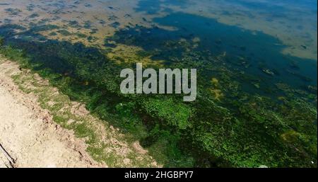 Luftaufnahme von potenziell gefährlichen giftigen Algen, die in den Gewässern des Lake Mendota entlang des geschlossenen Strandes im James Madison Park, Madison, Wisconsin, USA, schwimmen Stockfoto