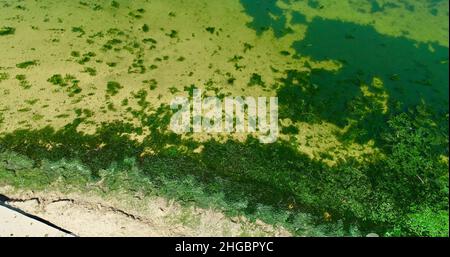 Luftaufnahme von potenziell gefährlichen giftigen Algen, die in den Gewässern des Lake Mendota entlang des geschlossenen Strandes im James Madison Park, Madison, Wisconsin, USA, schwimmen Stockfoto