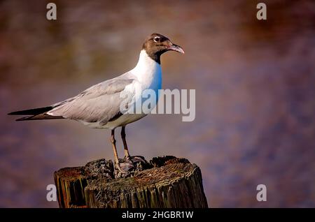 Eine lachende Möwe (Leucophaeus atricilla) steht am 13. Juli 2021 in Bayou La Batre, Alabama, auf einem Pier. Lachende Möwen sind opportunistische Allesfresser. Stockfoto