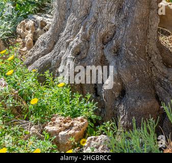 Jahrhundertealter Baumstamm, der im Frühling von Blumen umgeben ist Stockfoto