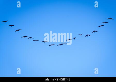 Die Formation des Ibis Plegadis falcinellus fliegt auf ihrer Wanderreise über den valencianischen Albufera-See. Stockfoto